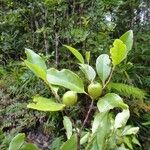 Atractocarpus pseudoterminalis