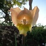 Gladiolus dalenii Anders