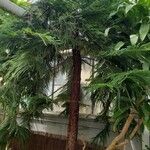 Araucaria nemorosa Hábito