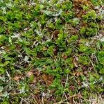 Salix herbacea Costuma