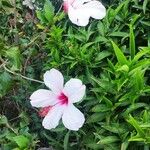 Hibiscus genevii Flor