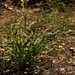 Paspalum fimbriatum Habit