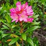 Rhododendron ferrugineum Цвят