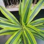 Dracaena reflexaFeuille