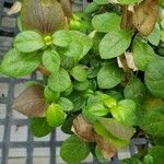 Barleria repens Hoja