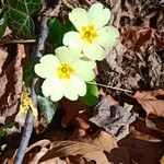 Primula vulgarisFlower