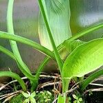 Hosta plantaginea Casca