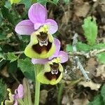 Ophrys tenthredinifera Цвят