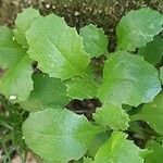 Saxifraga cuneifolia Лист