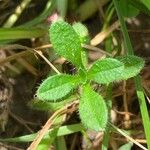 Cerastium fontanum Leaf