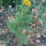 Tanacetum vulgare Habit