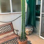 Cereus jamacaru List