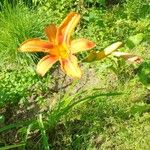 Hemerocallis fulvaFlower