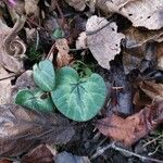 Cyclamen coum Foglia