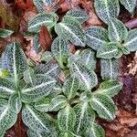 Goodyera pubescens Blatt