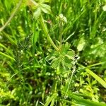 Geranium pyrenaicum Leaf