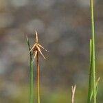 Carex microglochin Habitat