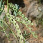 Hippocrepis ciliata Fruit