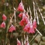 Dierama pulcherrimum Habit