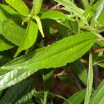 Phenax mexicanus Leaf