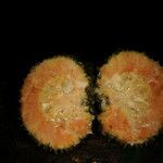 Naucleopsis capirensis Fruto