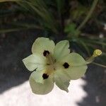 Dietes bicolor Flower