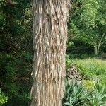 Yucca thompsoniana Bark