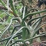 Tillandsia bulbosa 葉