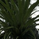 Aechmea distichantha Leaf