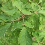 Acer griseum ഇല