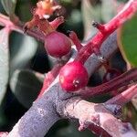 Pistacia lentiscus Fruit