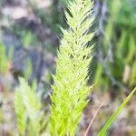 Gastridium ventricosum Flor