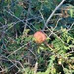 Rosa roxburghii Fruit