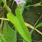 Ipomoea biflora Leht