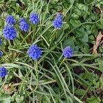 Muscari armeniacum Plante entière