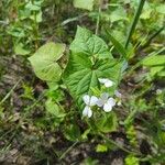 Fagopyrum tataricum Blüte