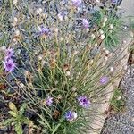 Catananche caerulea Costuma