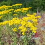 Odontarrhena muralis Flors