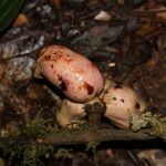 Polyceratocarpus microtrichus Plod