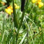 Phleum alpinum Агульны выгляд