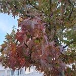 Liquidambar orientalisFulla