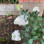 Hydrangea paniculataFlors