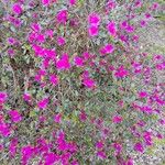 Rhododendron indicum Fula