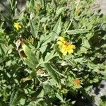 Trixis californica Flor