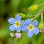 Myosotis laxa Blomma