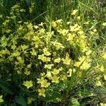 Linum flavum Blüte