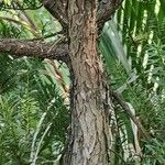 Podocarpus totara Bark