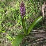 Himantoglossum robertianum Likasa