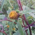 Bidens tripartita Flower