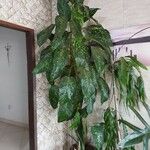 Dieffenbachia seguineഇല